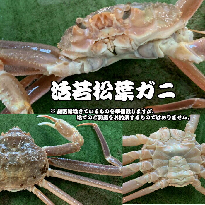 【ふるさと納税】今だけ限定価格！【11月より値上げ】【魚倉】生若松葉ガニ 4枚（足1〜2本なし含む） 松葉ガニ カニ ズワイガニ 冷蔵 カニ爪 かにしゃぶ カニ刺身 ずわいがに 鮮度抜群 国産 高級 足欠け 足かけ 限定価格 限定寄付額 値上対象 鳥取県 倉吉市