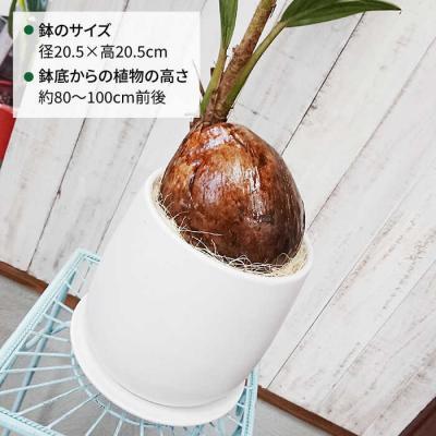 ふるさと納税 糸島市 ココヤシ糸島市/cocoha[AWB012]観葉植物グリーンインテリア |  | 01