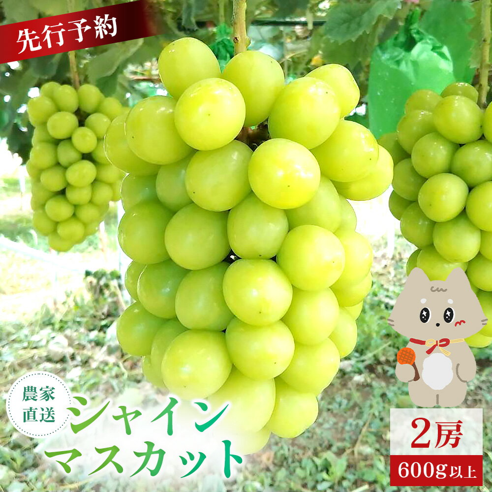 【ふるさと納税】【2025年先行予約】　《2025年10月上旬～11月下旬出荷》 宮城県丸森町産 シャインマスカット　2房(1房 600g以上)|宮城県 宮城 丸森町 丸森 シャインマスカット ぶどう ブドウ 葡萄 600g以上 2房 フルーツ 期間限定 産地直送 ふるさと納税【48003】