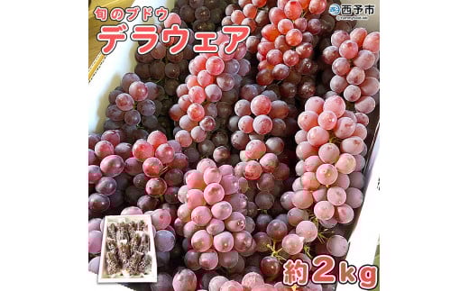 先行予約＜旬のブドウ 西予市産 デラウェア 約2kg＞ 果物 フルーツ ぶどう 葡萄 種無し たねなし 小粒 甘い おいしい 食べやすい 期間限定 季節限定 食べて応援 特産品 愛媛県 西予市【冷蔵】『2026年7月中旬から8月中旬迄に順次出荷予定』