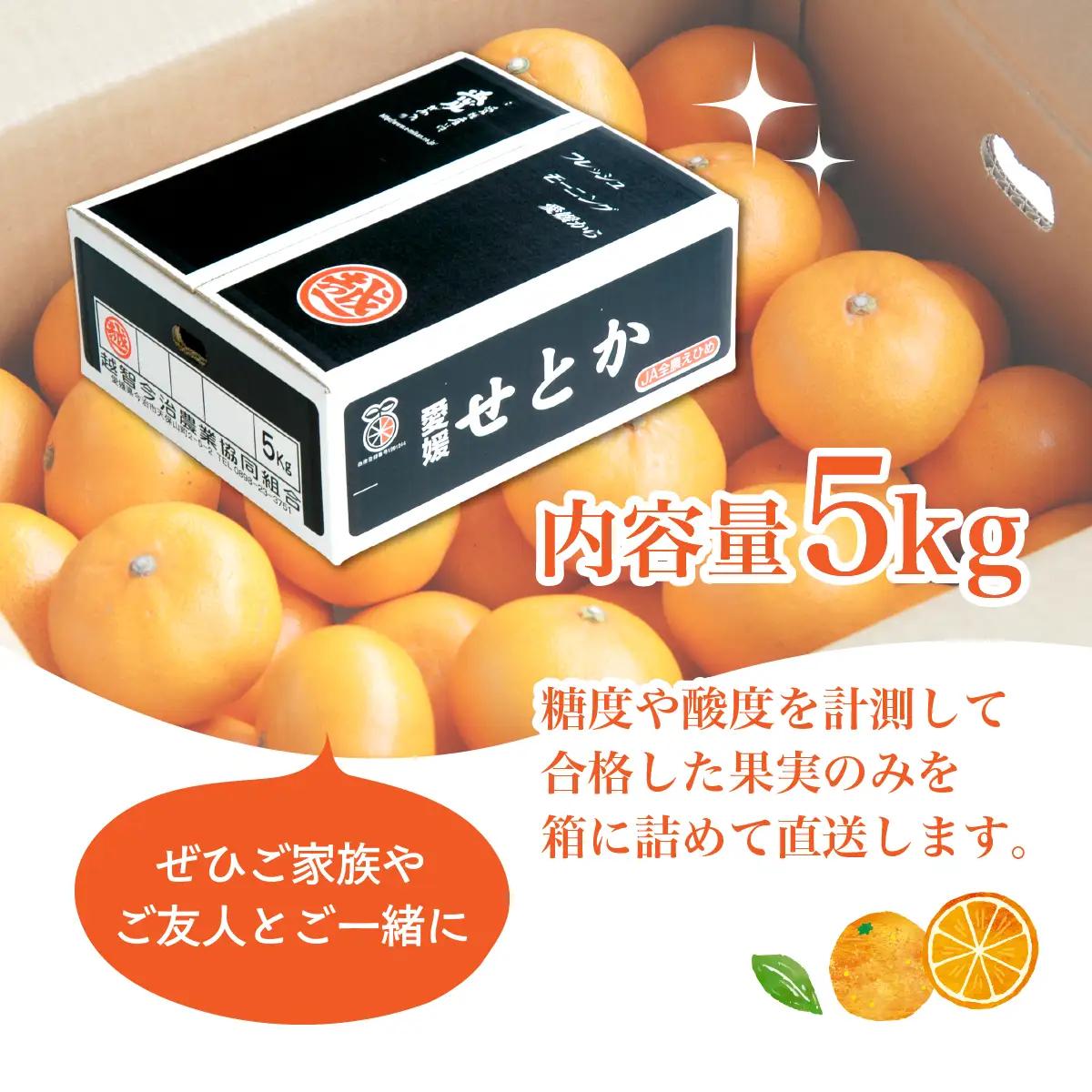 【先行受付】せとか 5kg レギュラー箱 みかん 柑橘