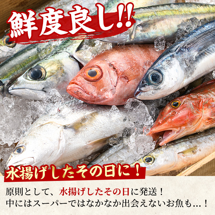 【0301101b】＜定期便・全2回(4月・5月)＞「春の鮮魚BOX」朝獲れ発送！鮮魚問屋が厳選したおまかせ鮮魚(約2kg程度×2回)魚 魚介類 鮮魚 海鮮 詰め合わせ セット 刺身 天ぷら 煮つけ 塩焼き【江川商店】