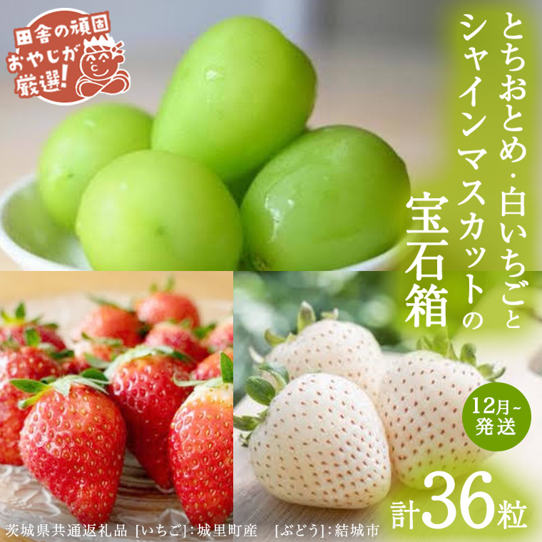 【2026年12月より発送開始】「粒々いちご18粒」とちおとめと白いちごとシャインマスカット（茨城県共通返礼品 [いちご]：城里町産　[ぶどう]：結城市）  詰め合わせ 果物 フルーツ 茨城県産 [BI449-NT]