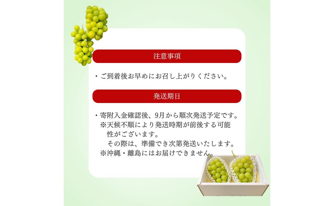 シャインマスカット　1.2kg（2～3房）ぶどう ブドウ 葡萄 シャインマスカット 果物 くだもの フルーツ 1.2kg カクタファーム 朝採り 産地直送 産直 期間限定 千葉県 匝瑳市
