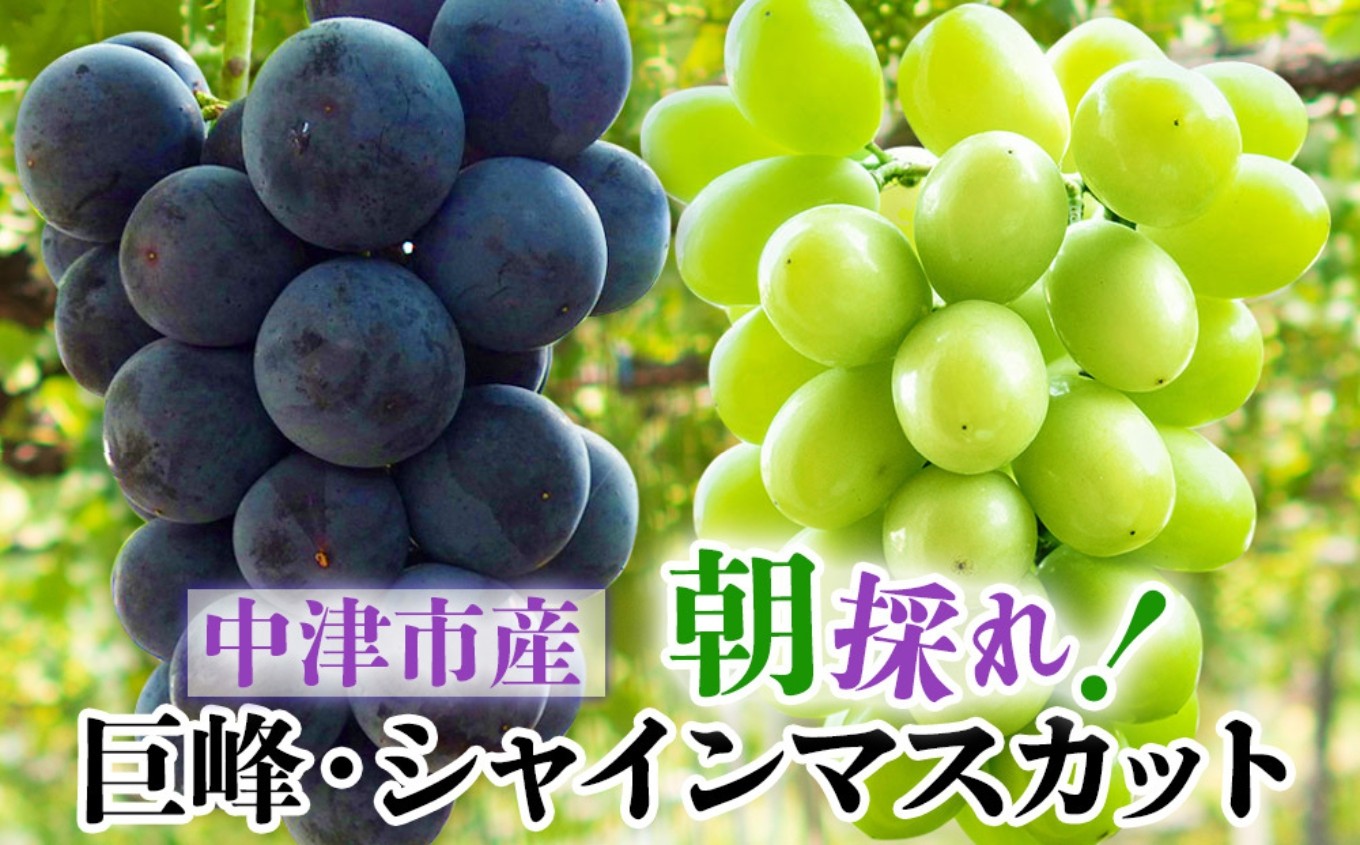 
                  【先行予約】中津産の巨峰とシャインマスカット【数量・期間限定】 中野観光ぶどう園 | フルーツ 果物 くだもの ブドウ ぶどう 葡萄 予約 シャインマスカット マスカット 巨峰 産地直送 大分県 中津市
                