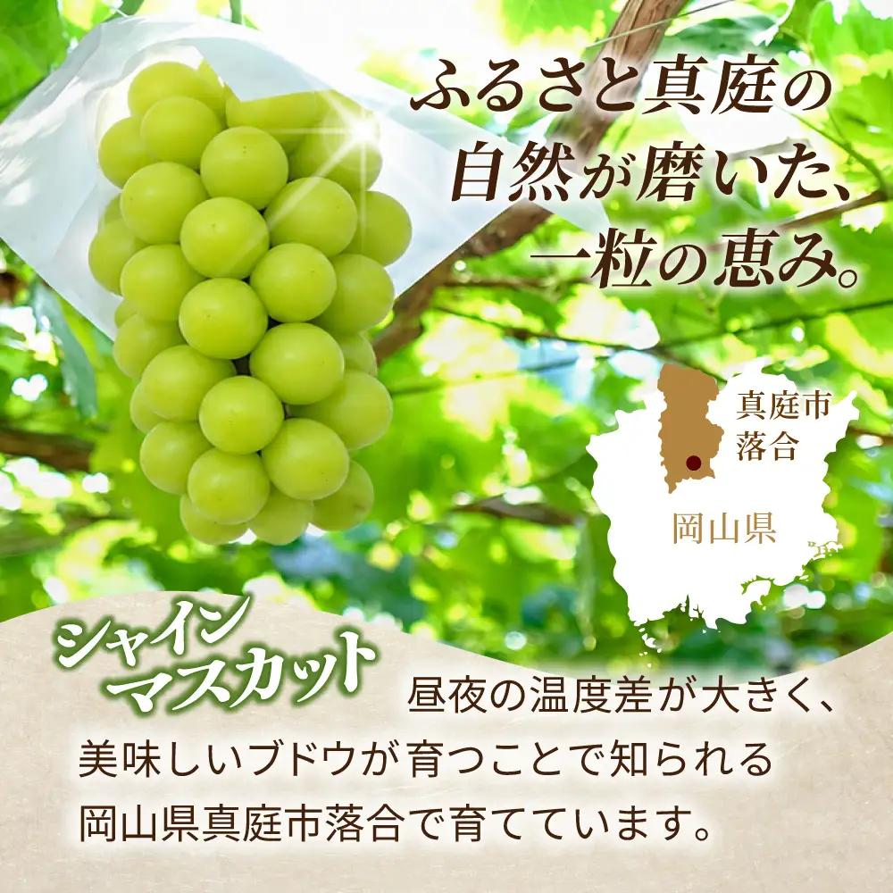 〈パック詰め〉降水量の少ない岡山の自然がはぐくむシャインマスカット「晴天ぶどう」 約2.1kg 【beac009-01】