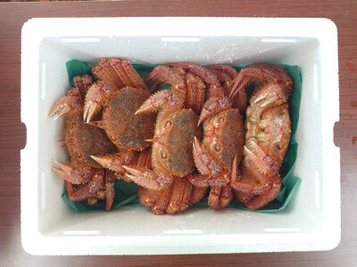 先行予約 【毛ガニ 約250g×5匹】 陸前高田産 毛ガニ 生きたまま発送！ 【 かに カニ 魚介類 旬 鮮度抜群 産地直送 三陸産 】2025年2月下旬から発送予定 RT2658