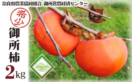 【ふるさと納税】御所柿 約2kg ／ 奈良県農業協同組合 甘柿 かき 果物 希少 特産品 奈良県 御所市