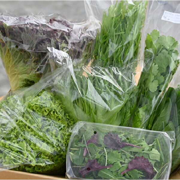 【ふるさと納税】【レビューキャンペーン対象商品】 葉物野菜 Bセット 新鮮 水耕栽培 3種類以上 10袋程度 | 野菜 やさい 旬 旬の野菜 季節野菜 おまかせ セット 生野菜 葉物 サラダにおすすめ GreensFarm ホタル 岐阜 岐阜県 美濃加茂 美濃加茂市 送料無料