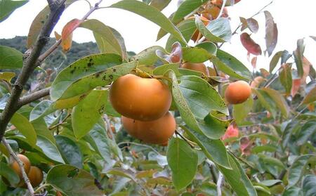 かき酢500ml×1本 （内子町産富有柿使用 醸造酢）／　果実酢 柿 カキ 酢 果物 お酢 フルーツ くだもの酢 【株式会社内子フレッシュパークからり】 [BKAD004]