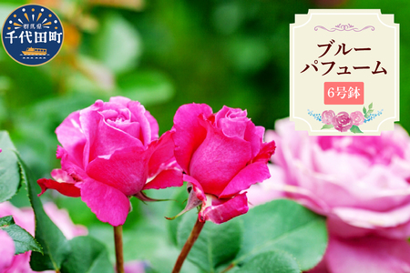 【群馬県千代田】ブルーパフューム　【バラ】　鉢植え　６号鉢　鈴木ガーデン