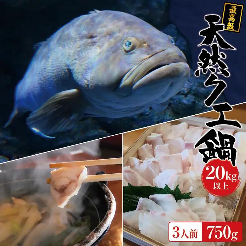 【冷凍】天然 最高級クエ 20kg 以上  クエ鍋セット 3人前(250g×3) 【2026年11月下旬から2027年2月下旬までに順次発送致します。】 / 高級 海鮮 お魚 魚  くえ鍋 クエ鍋 くえ くえ天然 冷凍 海産物【tkw011-2】