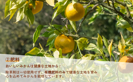愛媛みかん ポンカン 5kg 家庭用みかん 協徳ガーデン 先行予約 予約受付 甘い 濃厚 ジューシー 果物 くだもの フルーツ 柑橘 みかん mikan 宇和島みかん 愛媛蜜柑 愛媛ミカン ミカン ぽ