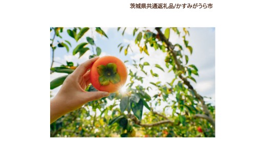 
                  柿 3.5kg 果物 フルーツ くだもの 1箱 かき カキ 秋 旬 果汁 甘み 大粒 茨城県産 期間限定 数量限定 【茨城県共通返礼品/かすみがうら市】（107-07）
                