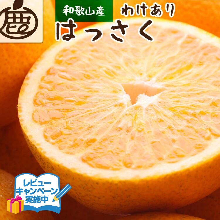 【ふるさと納税】＜1月より発送＞ 選べる内容量 家庭用 はっさく （傷み補償あり） ｜ 八朔みかん わけあり 訳あり ワケアリ ※2026年1月上旬～3月下旬頃に順次発送予定 ※北海道・沖縄・離島への配送不可 ◇