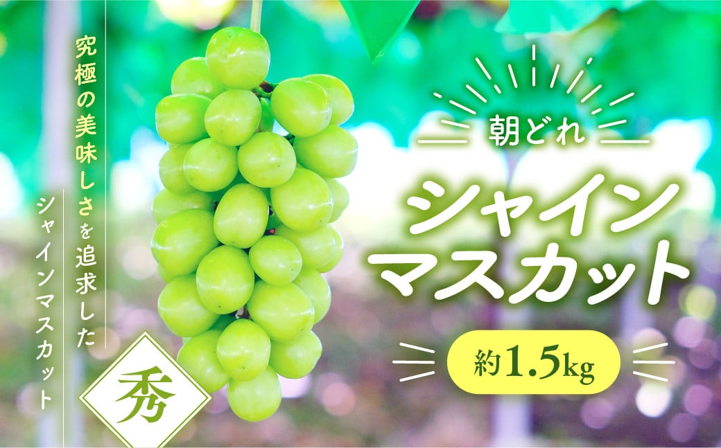 
            【2025年分発送】シャインマスカット　約1.5㎏　先行予約 先行 予約 山梨県産 産地直送 フルーツ 果物 くだもの ぶどう ブドウ 葡萄 シャイン シャインマスカット 新鮮 人気 おすすめ 国産 山梨 甲斐市 贈答 ギフト お取り寄せ 朝どれ　AV-35
          