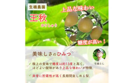 梨 王秋 10kg（生橋農園） 鳥取県産 梨