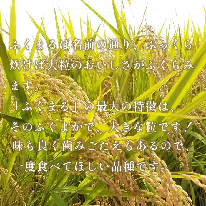 473 ふくまる 10kg 5kg × 2袋 茨城県産 人気 銘柄 令和6年