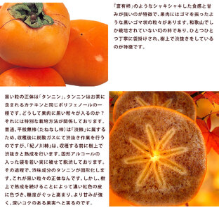 【贈答用赤秀】和歌山県産 紀の川柿 9-13玉【2025年10月中旬から10月下旬頃順次発送】【S96007-mtgn051】