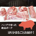 【ふるさと納税】[限定] ハーブで育った絶品ポーク 1匹分 まるごとお届け！[0188] 伊勢原市 神奈川県 ギフト 贈りもの プレゼント 人気 お土産 正月 肉の日 おかず 豚肉