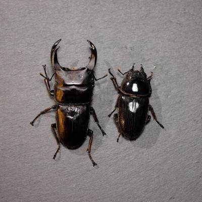 ふるさと納税 猪名川町 国産オオクワガタ成虫ペア |  | 01