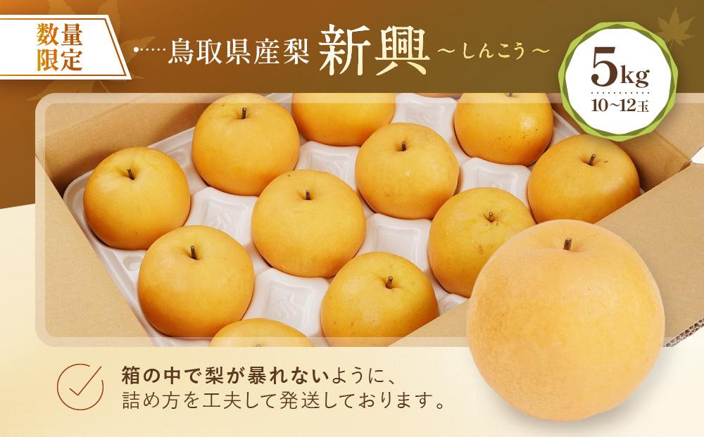 【先行予約】数量限定 鳥取県産梨 新興（しんこう） 5kg（10～12玉）
