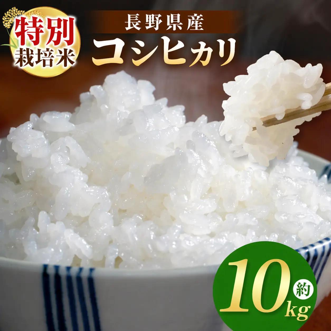 【令和8年先行予約】木島平産 特別栽培米コシヒカリ 約10kg （株）岳農 | 米 お米 特別栽培米 こしひかり コシヒカリ 長野県 木島平村 信州