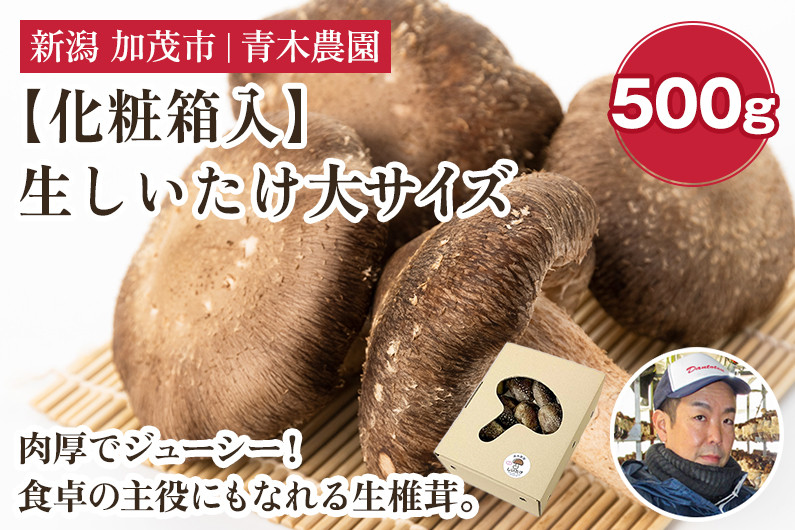 
            【化粧箱入】生しいたけ 大サイズ 約500g（9～13個）《順次発送》 品評会で金賞受賞！  きのこ しいたけ 椎茸 特大 食べ応えある大きさ 肉厚で旨味たっぷり！ ギフト 加茂市 青木農園
          