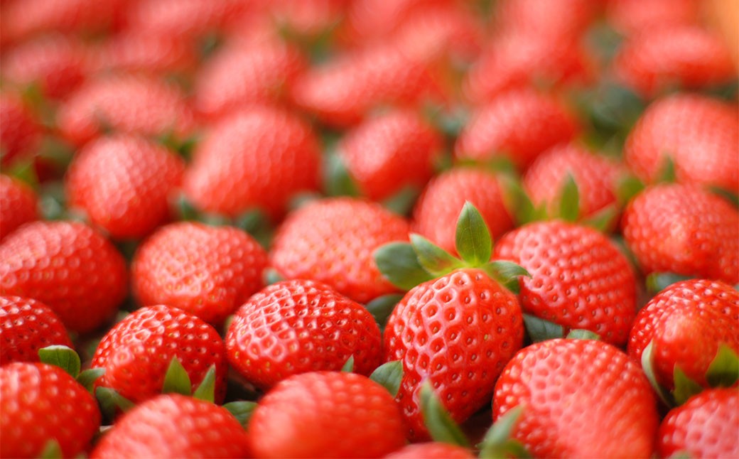 のらくら農園の新鮮いちご・たっぷりセット 合計1500g （250g×6パック） 【指定日必須】 【2026年3月上旬～3月下旬迄発送予定】 ／ いちご イチゴ 苺 章姫 パック 果物 くだもの フル