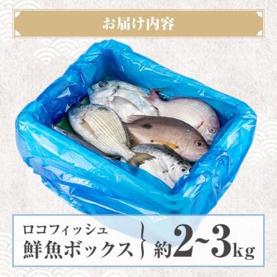 ふるさと納税 肝付町 漁師厳選!ロコフィッシュ(地魚) 鮮魚 ボックス(約2〜3kg)【発泡スチロール包装】　A78005 |  | 03