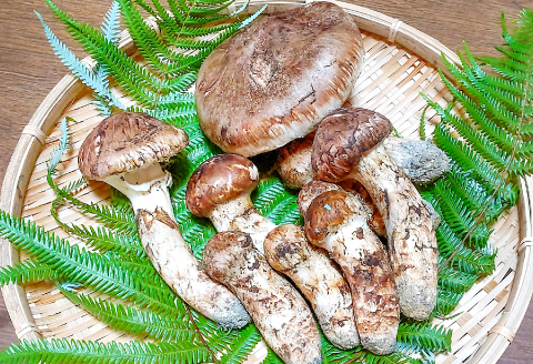 F-950 国産まつたけ　1㎏