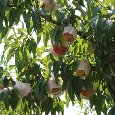 和歌山県産　桃(もも)　5玉～6玉　秀品【配送不可地域：離島・北海道・沖縄県】