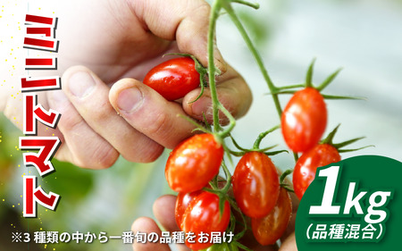 【先行予約】 トマト ミニトマト 1kg フランティーノ アマイマリー チコ トマト トマト トマト
