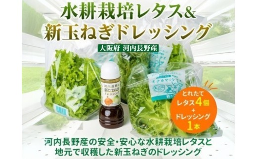 【定期便　毎月お届け３ヵ月】とれたてレタスと玉ねぎドレッシングセット ｜ サラダ 副菜 常備野菜 炒め物 スープ チャーハン 鍋料理 巻物 冷製料理 朝食 昼食 夕食 付け合わせ サンドイッチ ハンバーガー お弁当 ダイエット こだわりの逸品 地域特産品 ギフト 自分用 人気 おすすめ