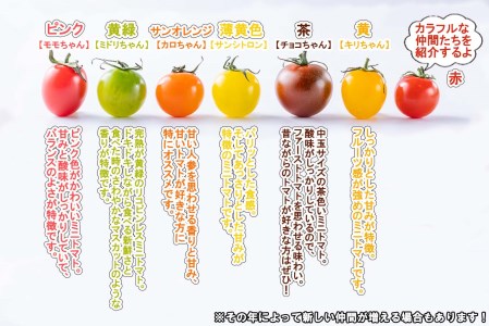 ＜ 8月上旬より発送 ＞ 北海道産 カラフルトマト カラフルミニトマト ミニトマト 1kg #にじいろとまと ＜ 予約受付 ＞