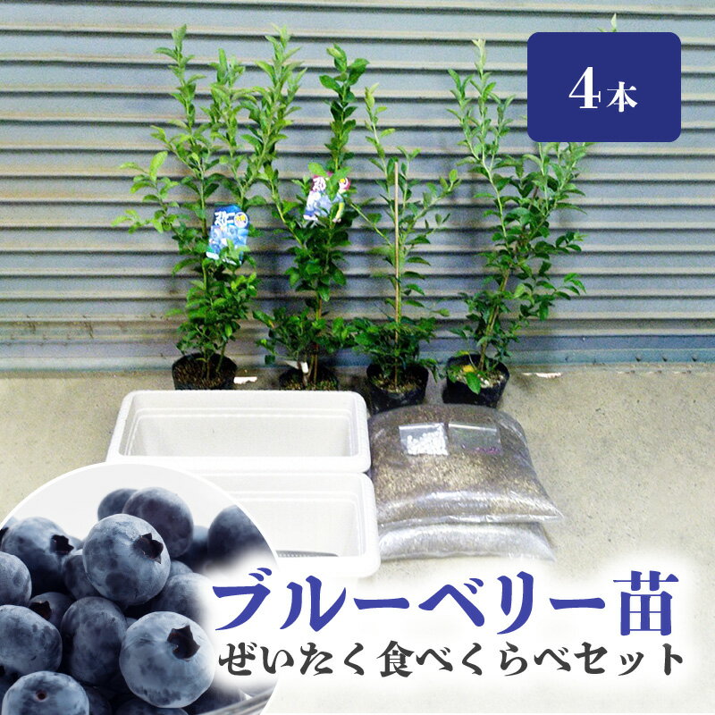 【ふるさと納税】ブルーベリー 苗 2年生 4本 ぜいたく食べ比べ セット ブルーシャワー ティーフブルー ガーデンブルー ミノウブルー 専用土 鹿沼土 赤玉土 腐葉土 IB化成肥料 専用鉢 2個 説明書付 スターターセット ジャム ヨーグルト 苗木 果樹 送料無料 久留米市 福岡県