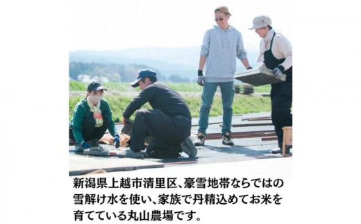 隔月5ヶ月定期便 令和8年 新潟県産 特別栽培米 コシヒカリ 5kg 5キロ（5回配送 計25kg） 11月配送開始 上越市 清里区 丸山農場 精米 従来品種 希少 こしひかり 限定 送料無料