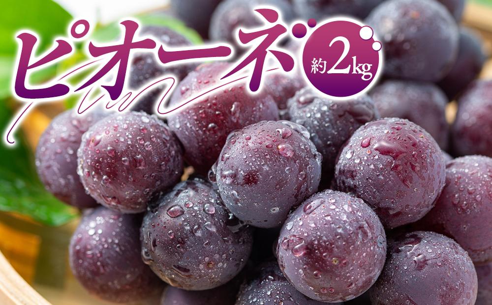 ピオーネ　約2kg【2026-7月中旬～2026-9月下旬配送】 372013_T006-222J