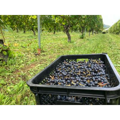 ふるさと納税 花巻市 「早池峰の恵み」モリタワイン カベルネ・ソーヴィニヨン2017 ダム貯蔵ワイン |  | 03