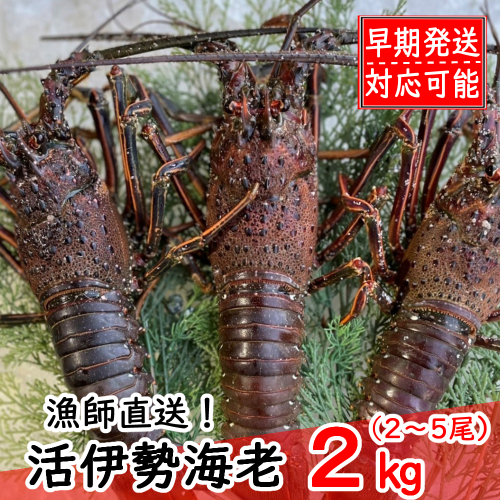 【漁師直送】 活 伊勢海老 2kg 〈 お刺身 ・ お鍋 などに おすすめ 〉