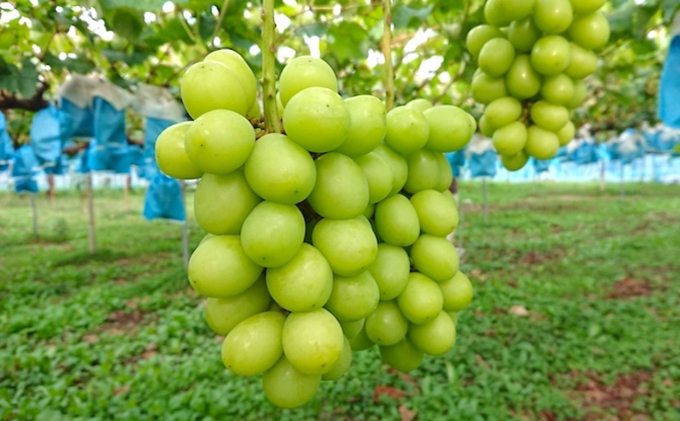 2025年先行予約 まつもとぶどう園 シャインマスカット2房約1kg