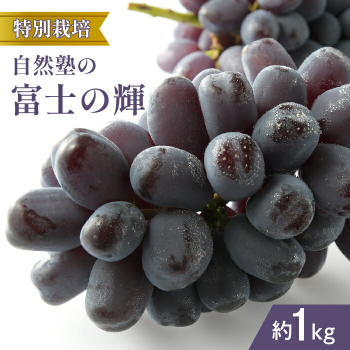 【ふるさと納税】【2026年発送★先行予約】『特別栽培』自然塾の富士の輝1kg ふるさと納税 おすすめ ランキング 富士の輝 笛吹市 国産 人気 ぶどう ブドウ 葡萄 旬 果物 フルーツ 山梨県 送料無料 207-003