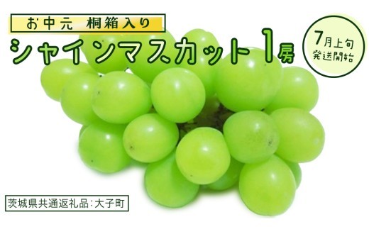 
                  【 お中元 桐箱入り】 シャインマスカット １房 【2026年7月上旬発送開始】(茨城県共通返礼品：大子町) ぶどう 葡萄 マスカット フルーツ 果物 贈答用 ギフト 贈り物
                