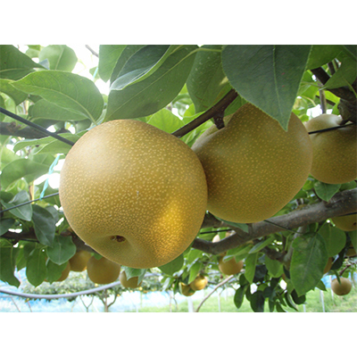 
                  ＜発送月固定定期便＞梨『幸水』と梨『あきづき』全2回【4012789】
                