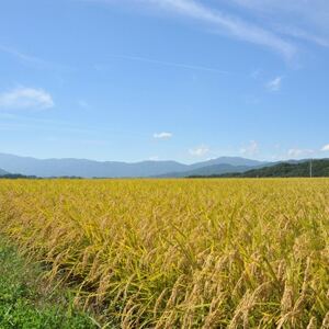 【新米先行受付】長野県産特別栽培米 ミルキークイーン10kg【1651028】