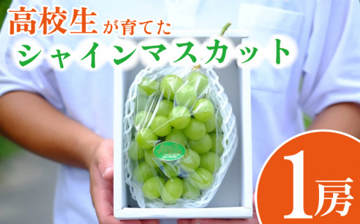 【 先行予約 】 高校生が大切に育てた シャインマスカット 1房 約550～600g 朝採り直送 ！ ぶどう 果物 フルーツ 贈答 プレゼント 夏ギフト 贈り物