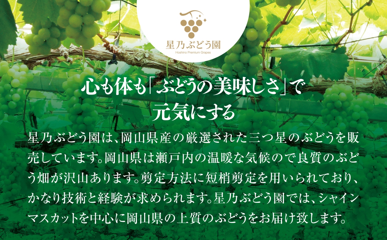【先行受付】星乃シャインマスカット 数量限定 (岡山県産) 2房(1.3kg以上)【配送不可地域：離島・北海道・沖縄県】