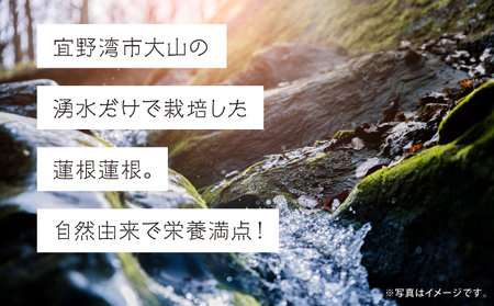 【令和7年10月以降発送】琉球蓮根 1kg 豊富な湧水とミネラルたっぷりの土で育った自然栽培の蓮根 [農薬 科学肥料 不使用] | NATURAL TONE | 蓮根 れんこん レンコン | 産地直送
