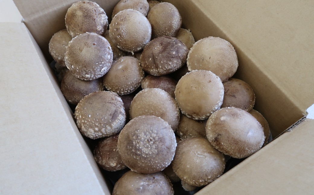 【土日祝お届け】＼自社厳選／こだわり極旨「菌床生しいたけ１kg」 「土日祝お届け」