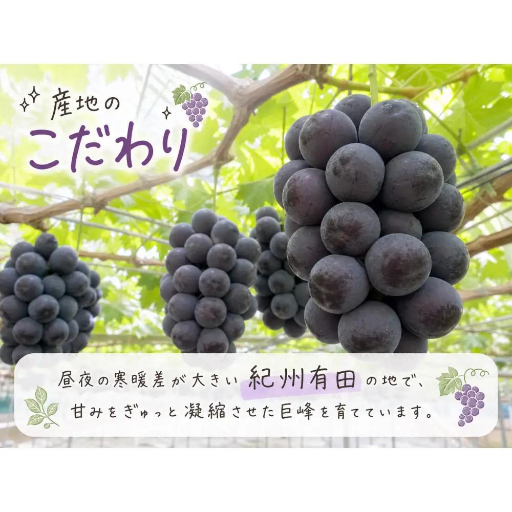 【ご家庭用】紀州有田産の巨峰ぶどう約2kg【先行予約】【2026年8月下旬以降発送予定】 巨峰